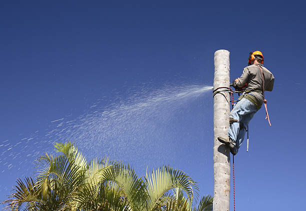 Reliable North Corbin, KY Tree Removal Services Solutions